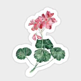 Geranium Sticker